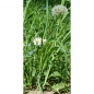 Preview: Fotorückwand - Wiese - 30x60 - hoch